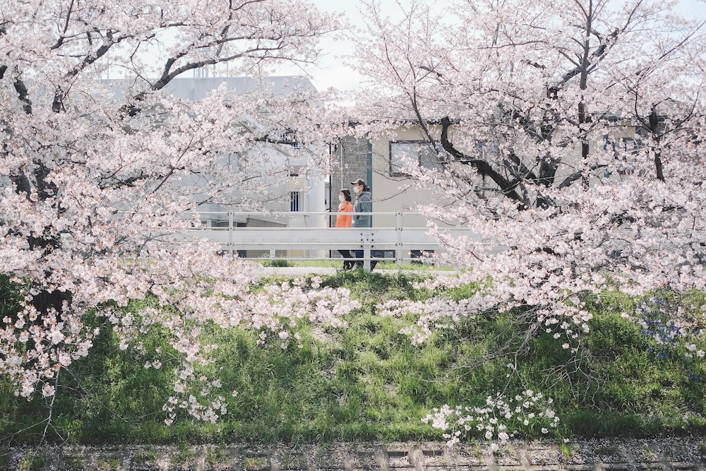 奈良 佐保川 櫻花 景點76