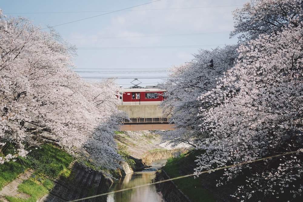 奈良 佐保川 櫻花 景點8
