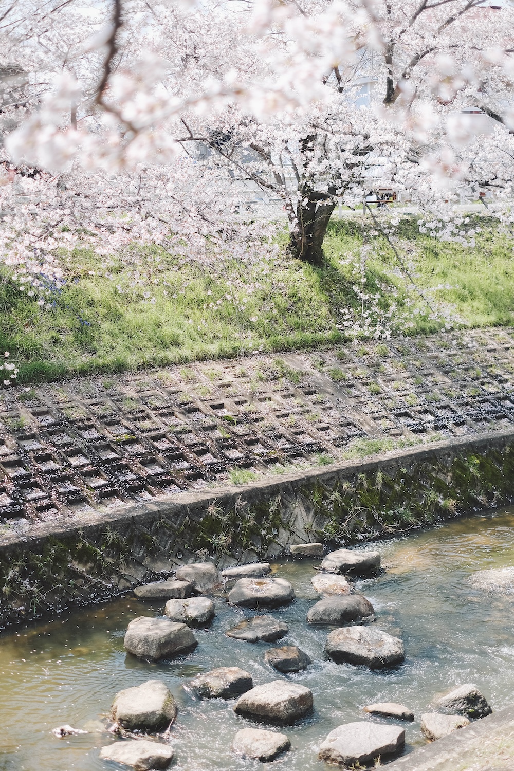 奈良 佐保川 櫻花 景點81