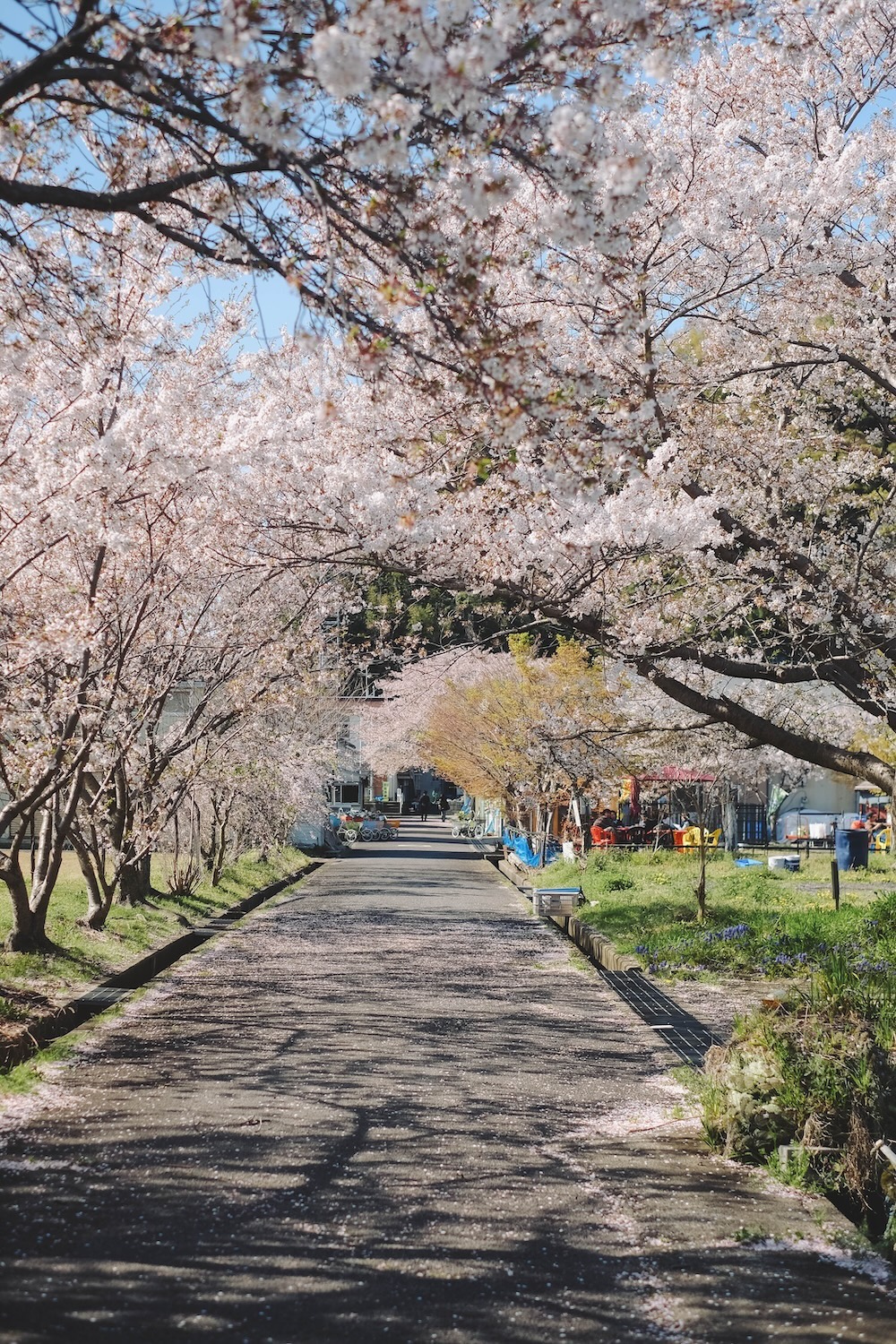 滋賀近江八幡・沖島｜春季琵琶湖櫻花絕景，承載石材繁榮記憶的小島1