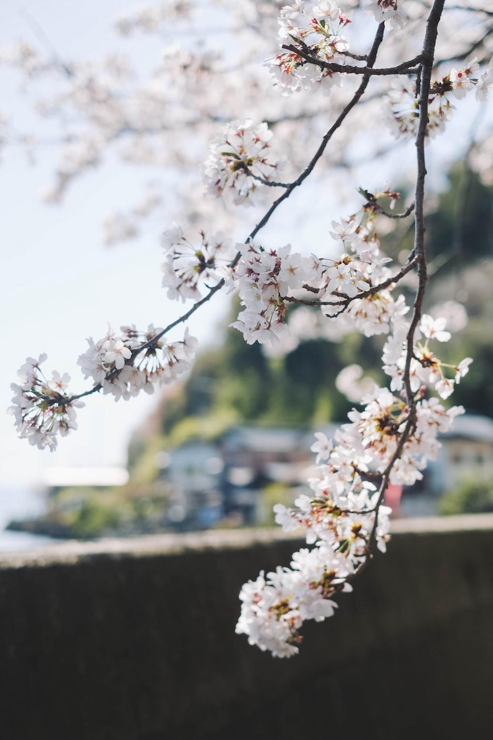 滋賀近江八幡・沖島｜春季琵琶湖櫻花絕景，承載石材繁榮記憶的小島100