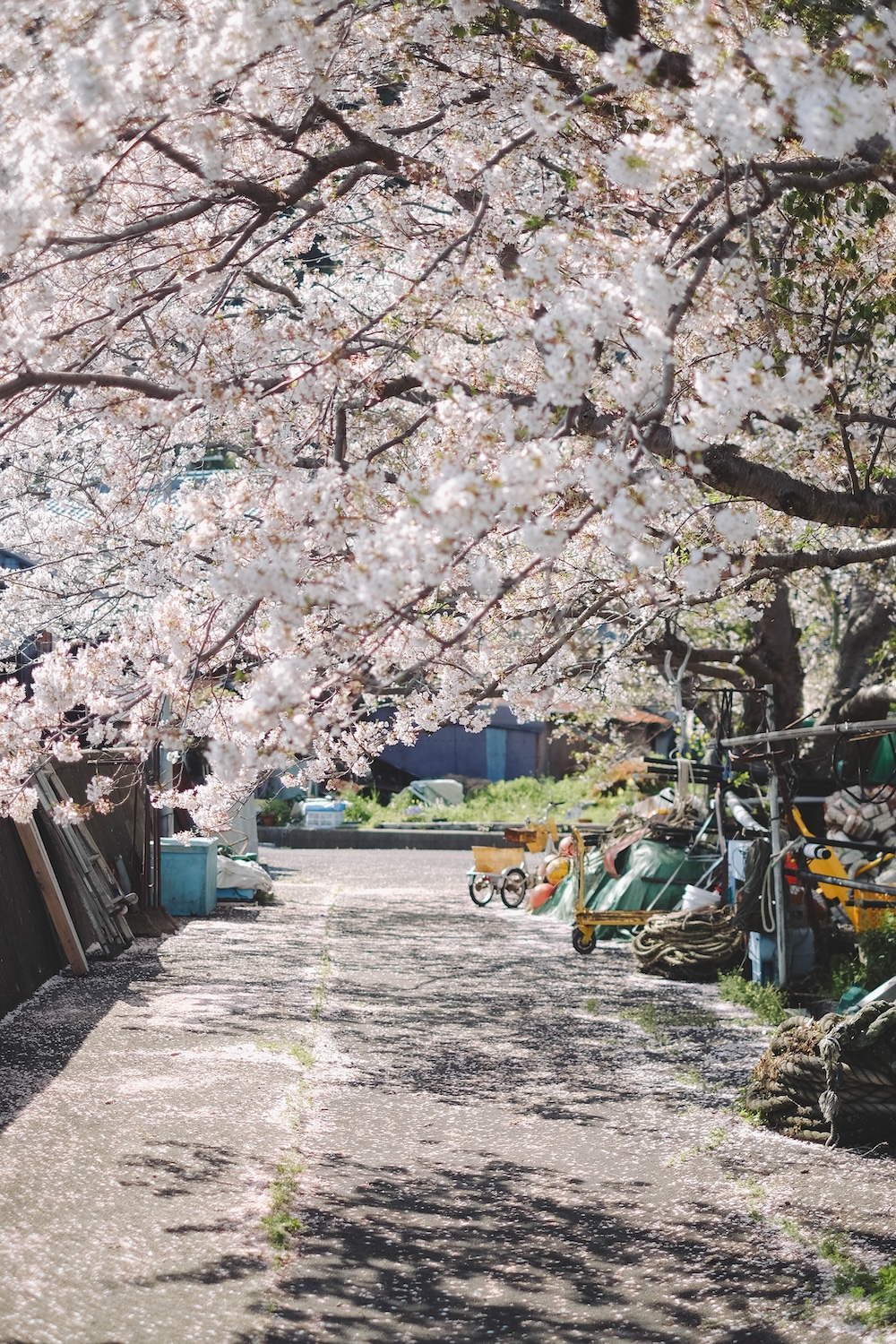 滋賀近江八幡・沖島｜春季琵琶湖櫻花絕景，承載石材繁榮記憶的小島101