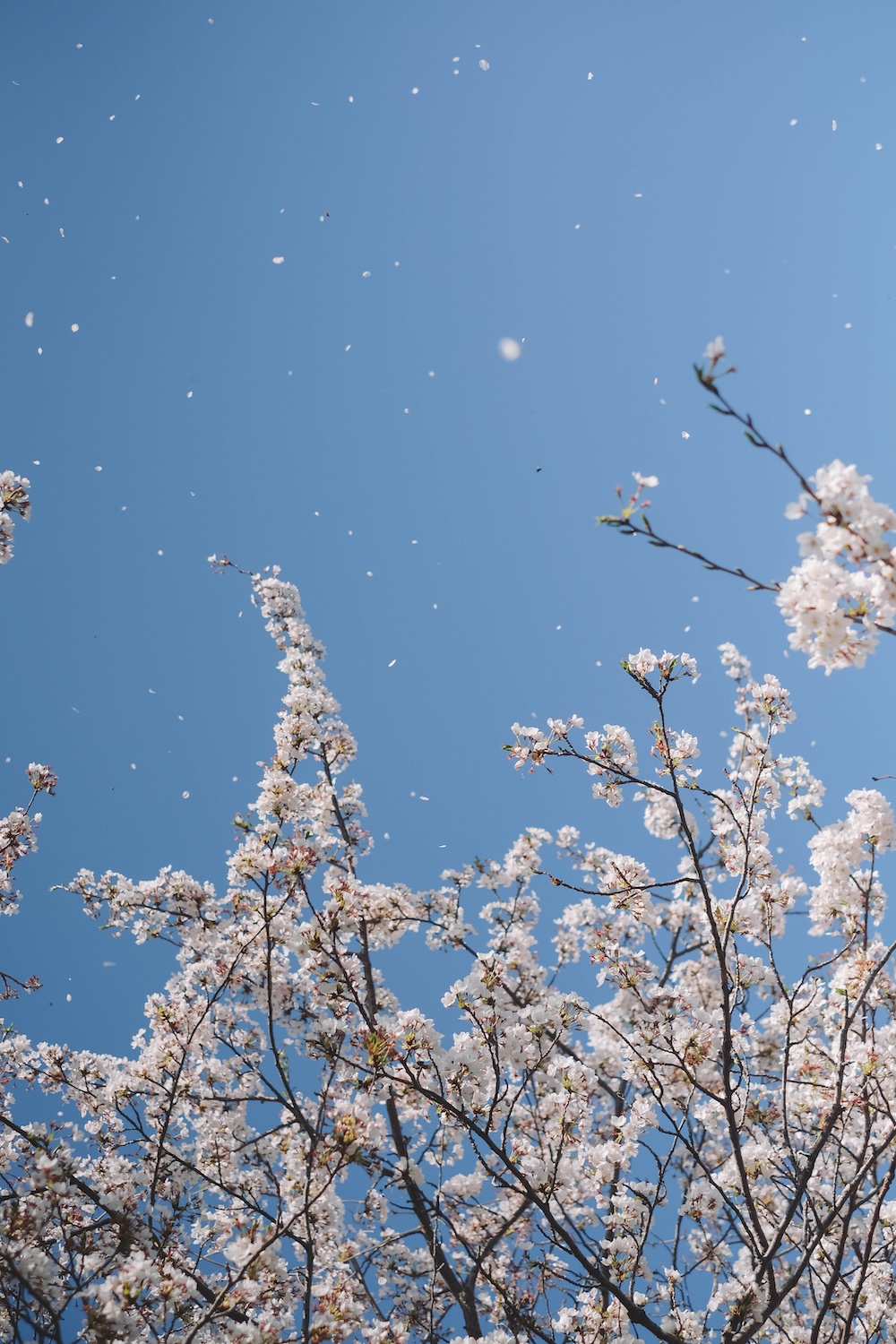 滋賀近江八幡・沖島｜春季琵琶湖櫻花絕景，承載石材繁榮記憶的小島109