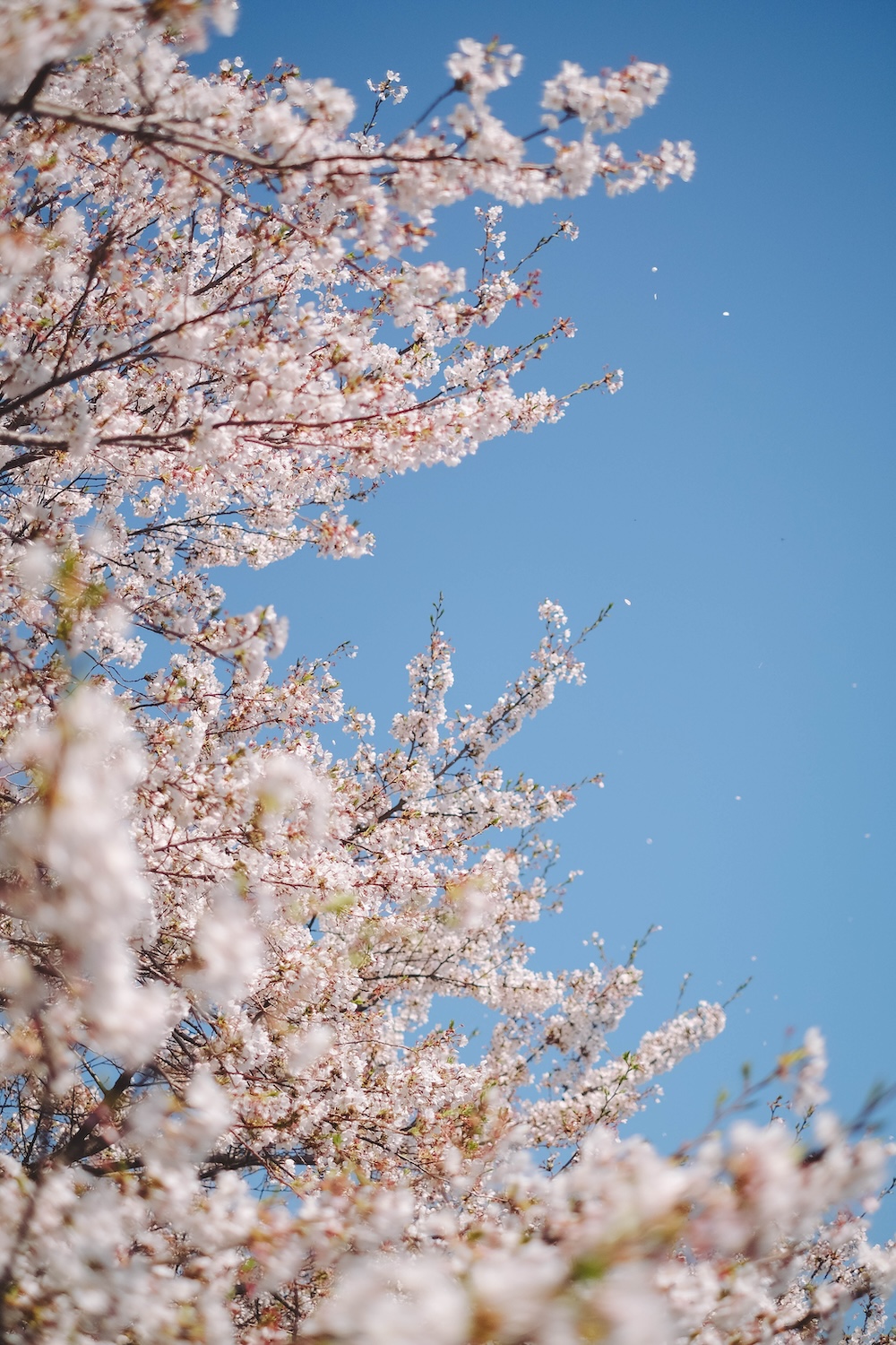 滋賀近江八幡・沖島｜春季琵琶湖櫻花絕景，承載石材繁榮記憶的小島111