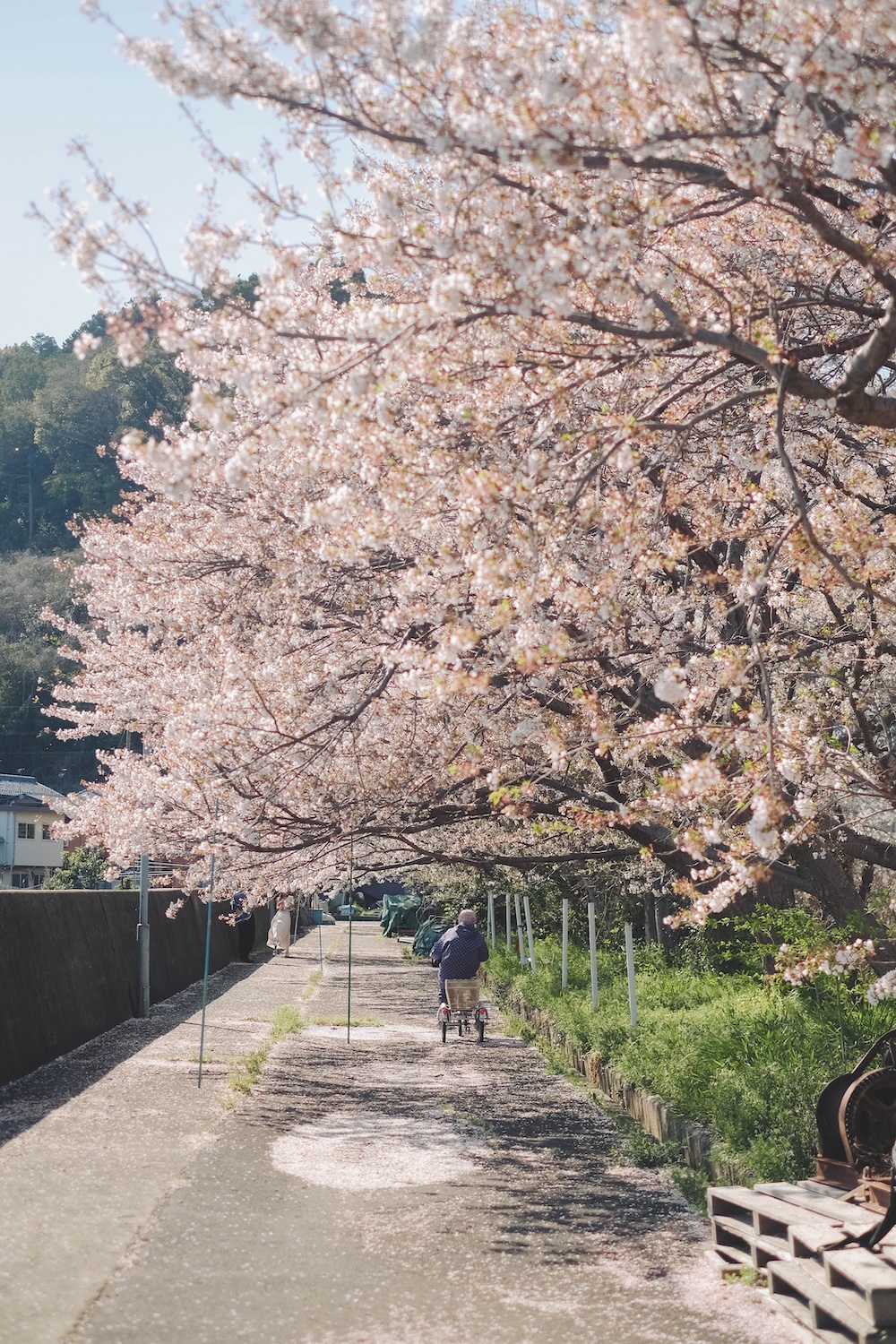 滋賀近江八幡・沖島｜春季琵琶湖櫻花絕景，承載石材繁榮記憶的小島116