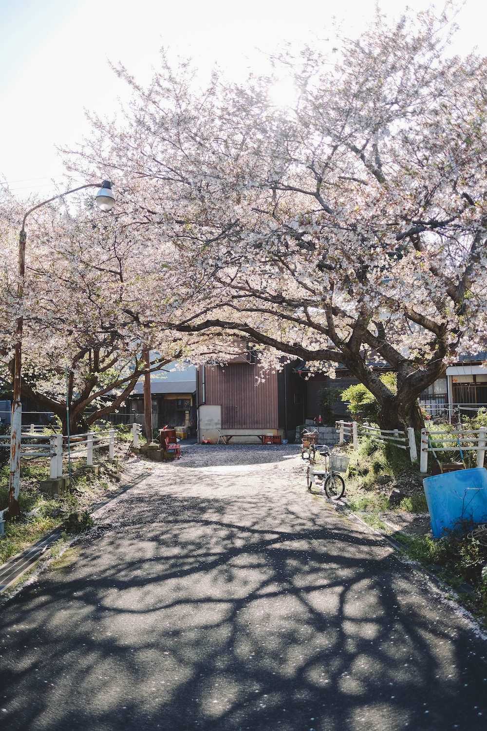 滋賀近江八幡・沖島｜春季琵琶湖櫻花絕景，承載石材繁榮記憶的小島15