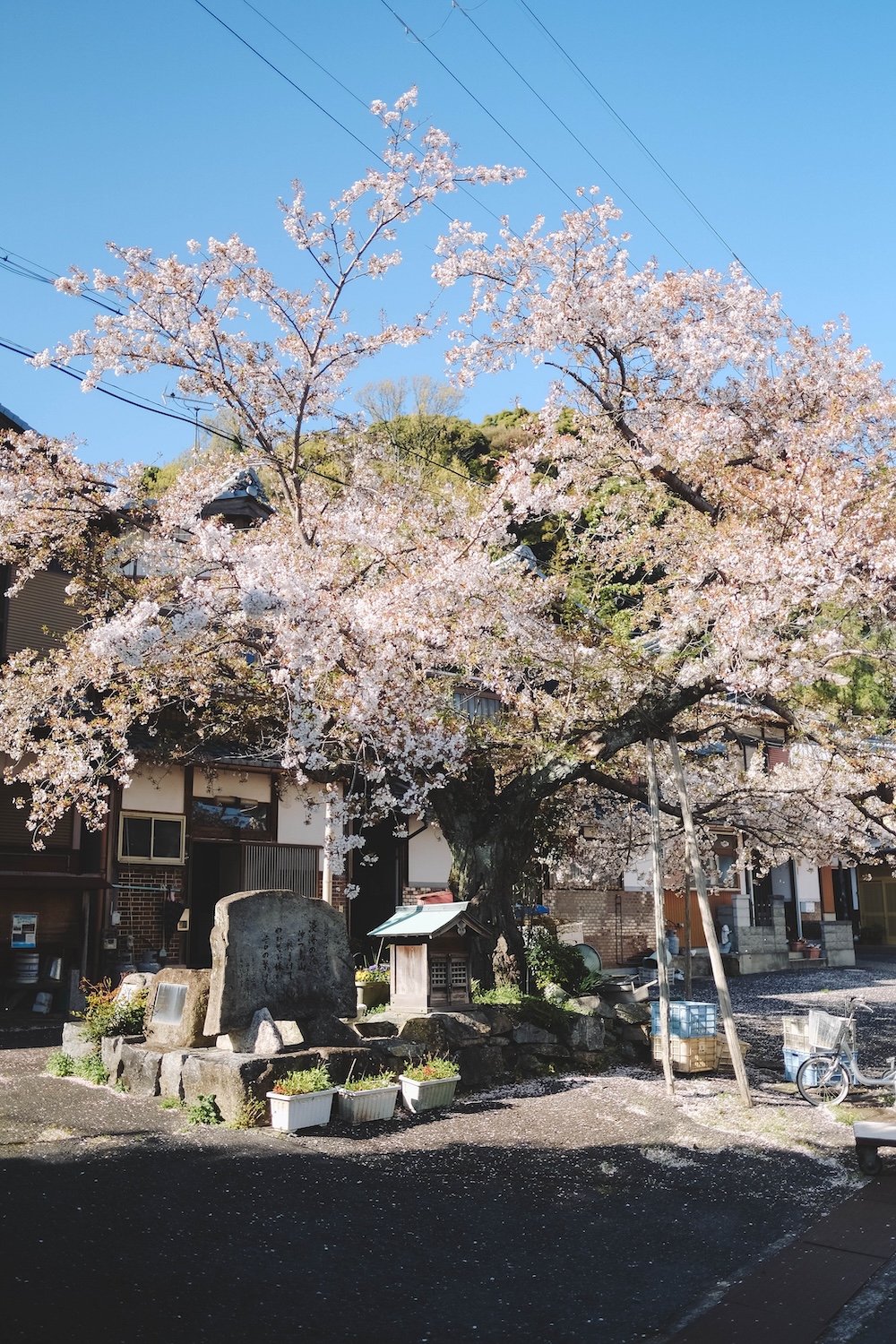 滋賀近江八幡・沖島｜春季琵琶湖櫻花絕景，承載石材繁榮記憶的小島18