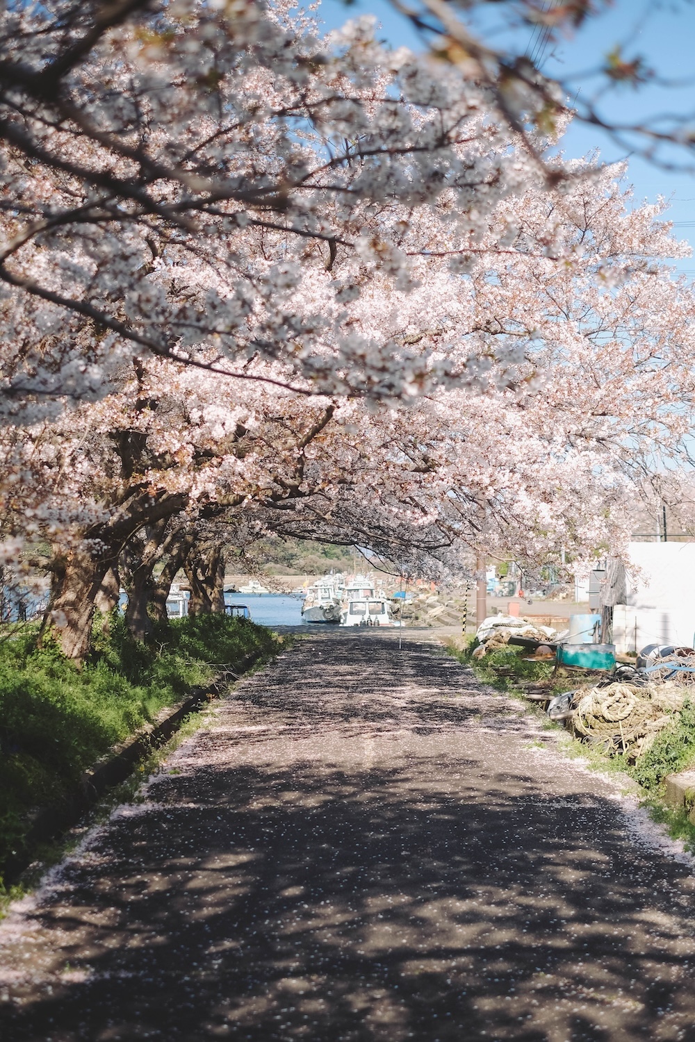 滋賀近江八幡・沖島｜春季琵琶湖櫻花絕景，承載石材繁榮記憶的小島2