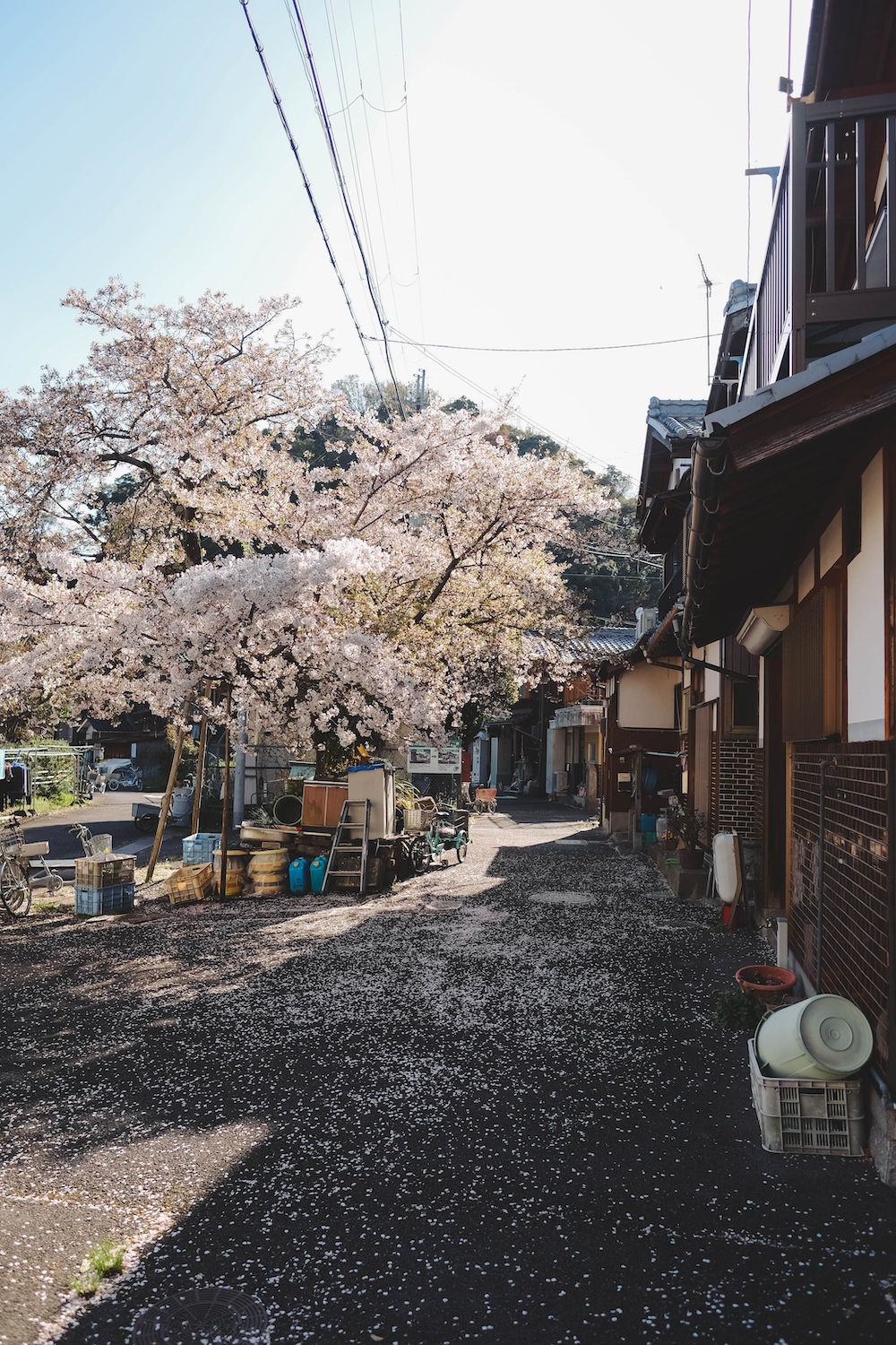 滋賀近江八幡・沖島｜春季琵琶湖櫻花絕景，承載石材繁榮記憶的小島20