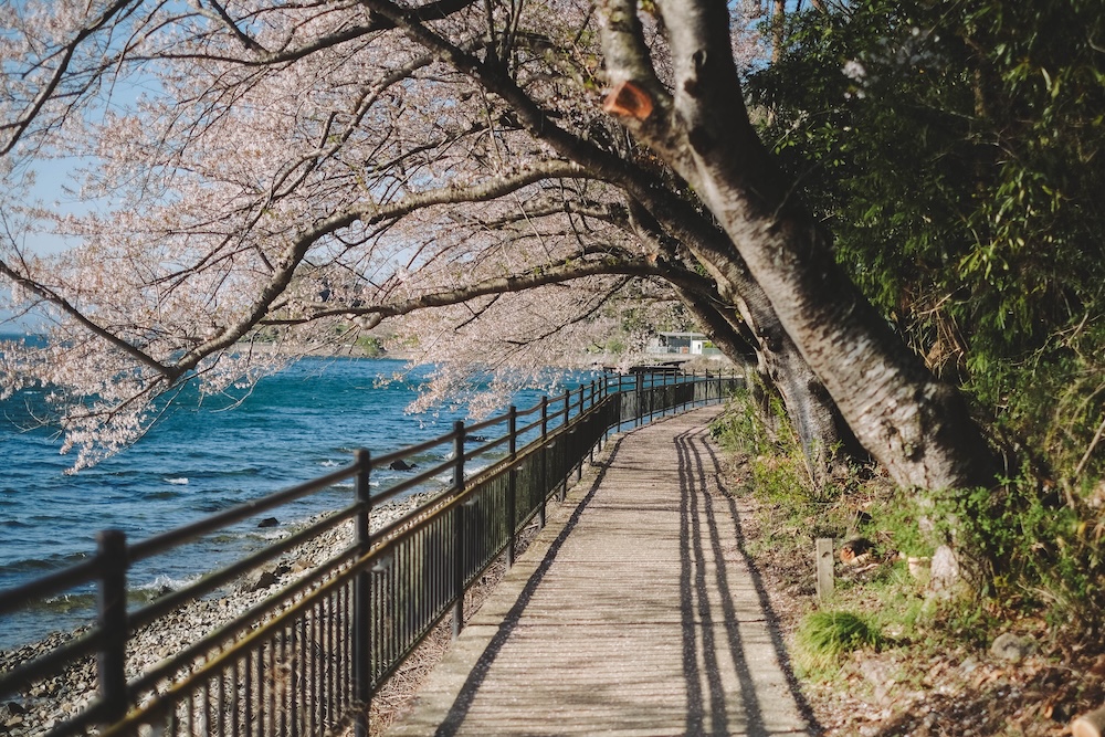 滋賀近江八幡・沖島｜春季琵琶湖櫻花絕景，承載石材繁榮記憶的小島28
