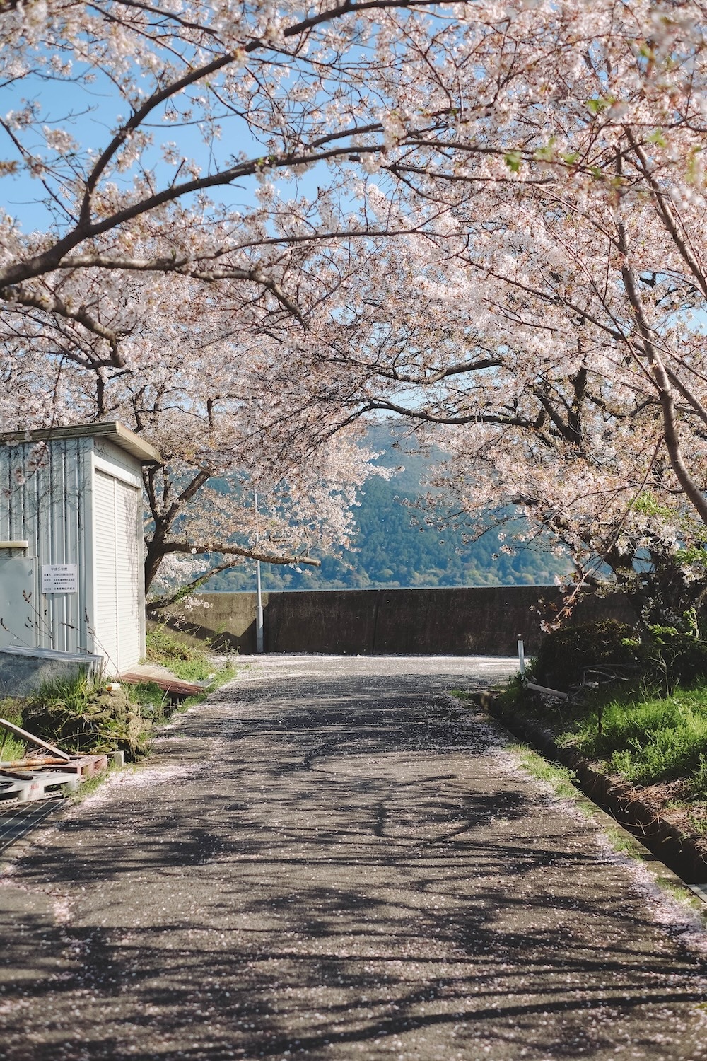滋賀近江八幡・沖島｜春季琵琶湖櫻花絕景，承載石材繁榮記憶的小島3