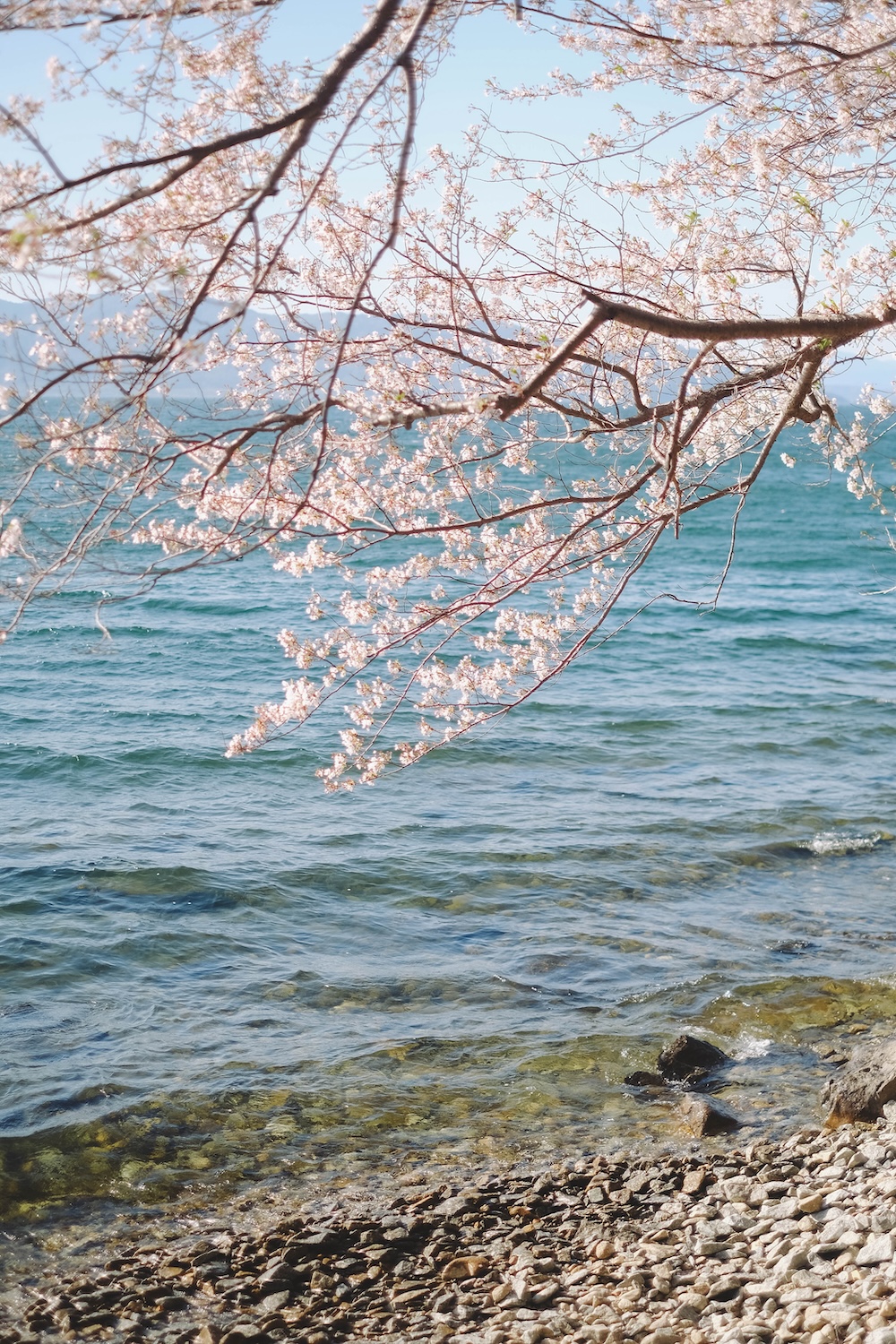 滋賀近江八幡・沖島｜春季琵琶湖櫻花絕景，承載石材繁榮記憶的小島31