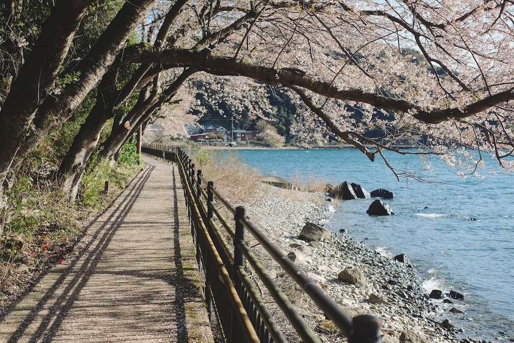 滋賀近江八幡・沖島｜春季琵琶湖櫻花絕景，承載石材繁榮記憶的小島32