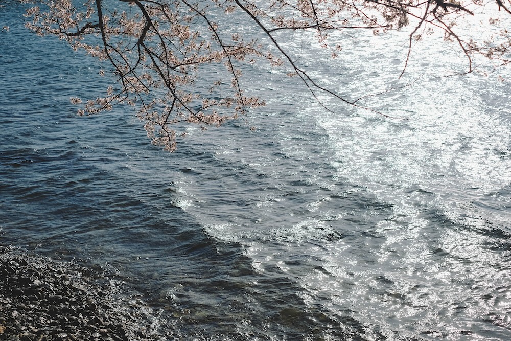 滋賀近江八幡・沖島｜春季琵琶湖櫻花絕景，承載石材繁榮記憶的小島33