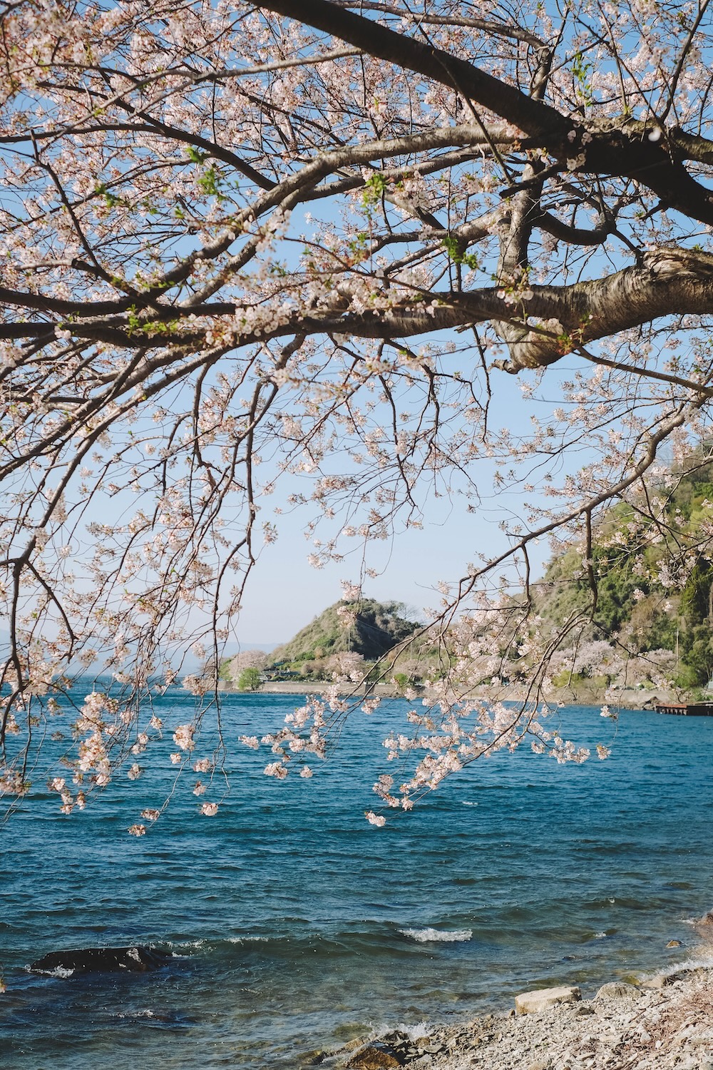 滋賀近江八幡・沖島｜春季琵琶湖櫻花絕景，承載石材繁榮記憶的小島34