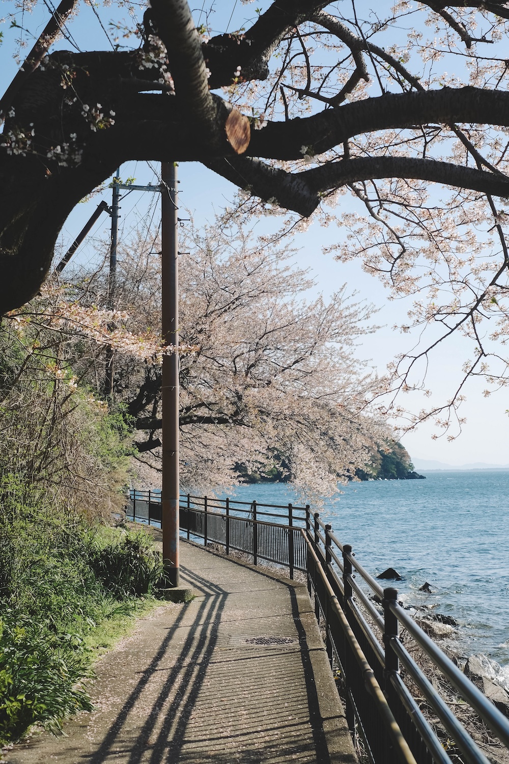 滋賀近江八幡・沖島｜春季琵琶湖櫻花絕景，承載石材繁榮記憶的小島35