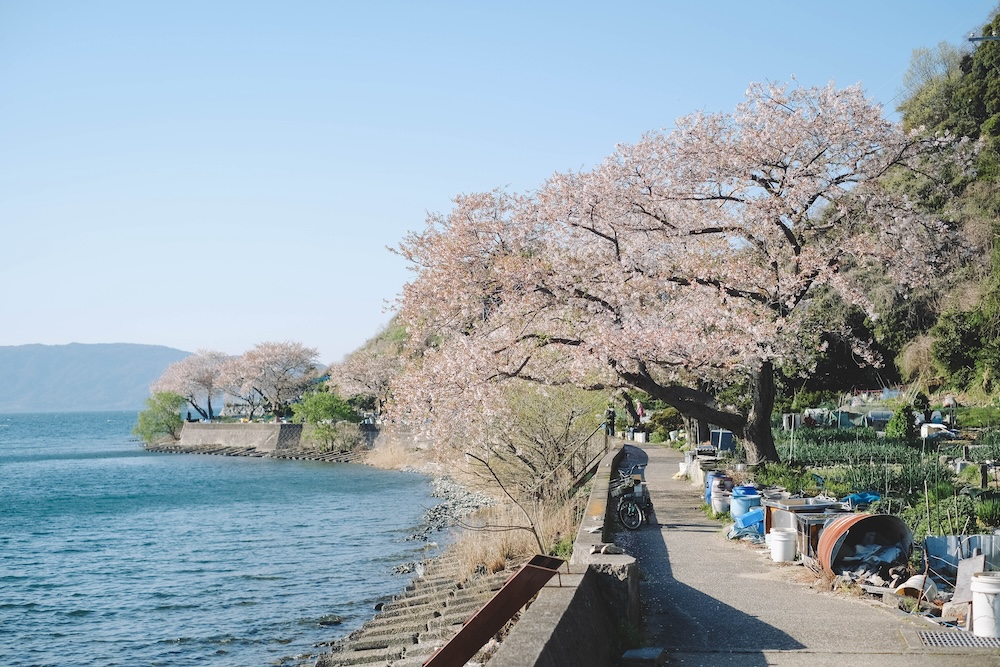滋賀近江八幡・沖島｜春季琵琶湖櫻花絕景，承載石材繁榮記憶的小島36