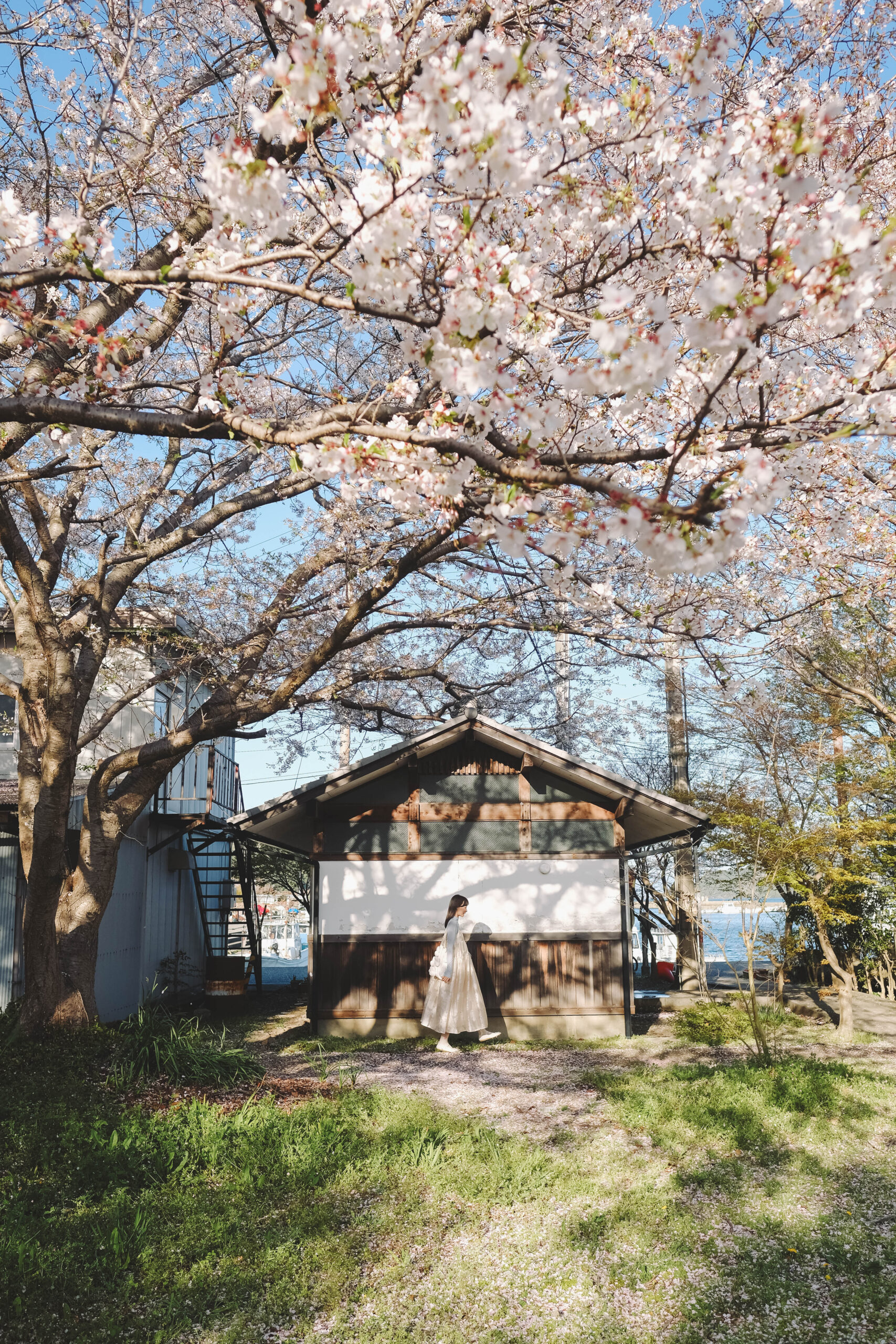 滋賀近江八幡・沖島｜春季琵琶湖櫻花絕景，承載石材繁榮記憶的小島45