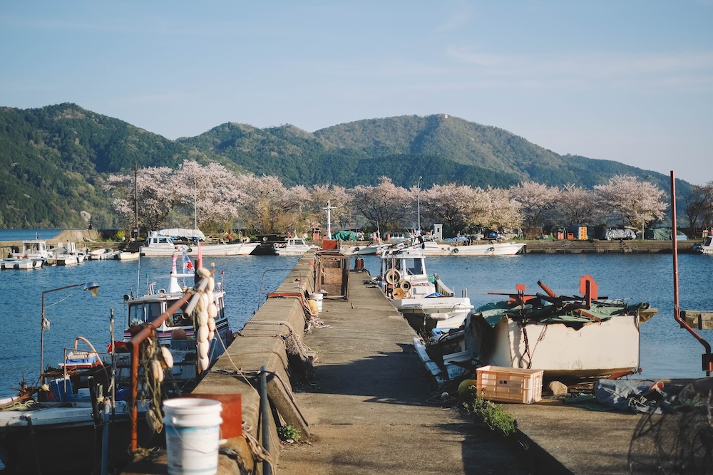 滋賀近江八幡・沖島｜春季琵琶湖櫻花絕景，承載石材繁榮記憶的小島50