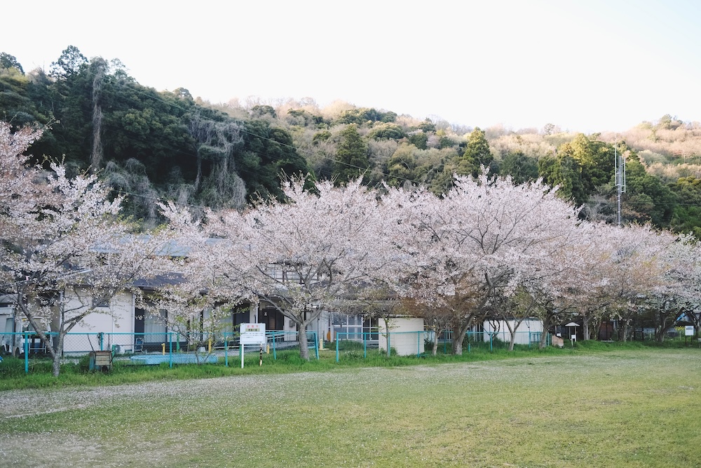 滋賀近江八幡・沖島｜春季琵琶湖櫻花絕景，承載石材繁榮記憶的小島52