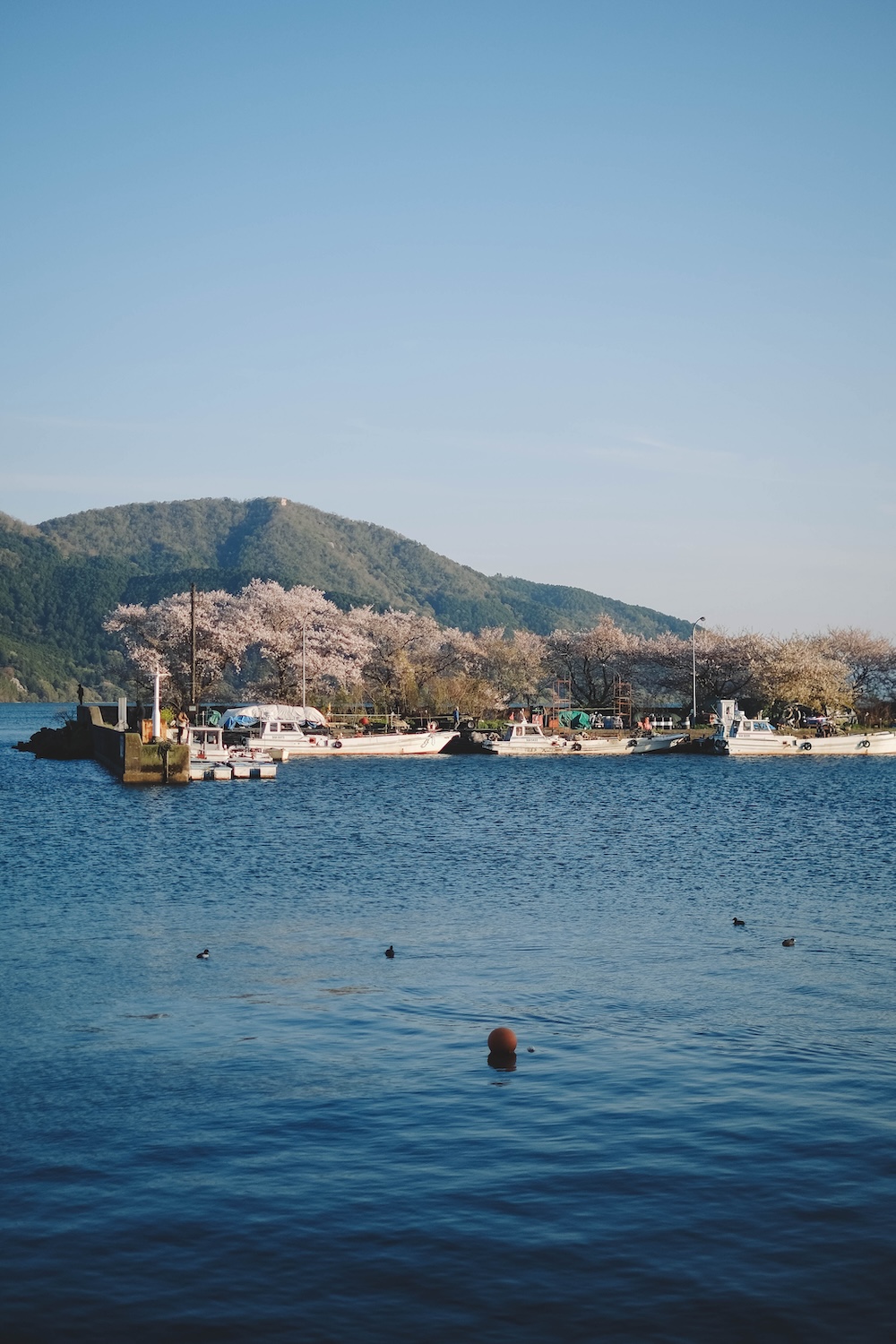 滋賀近江八幡・沖島｜春季琵琶湖櫻花絕景，承載石材繁榮記憶的小島57