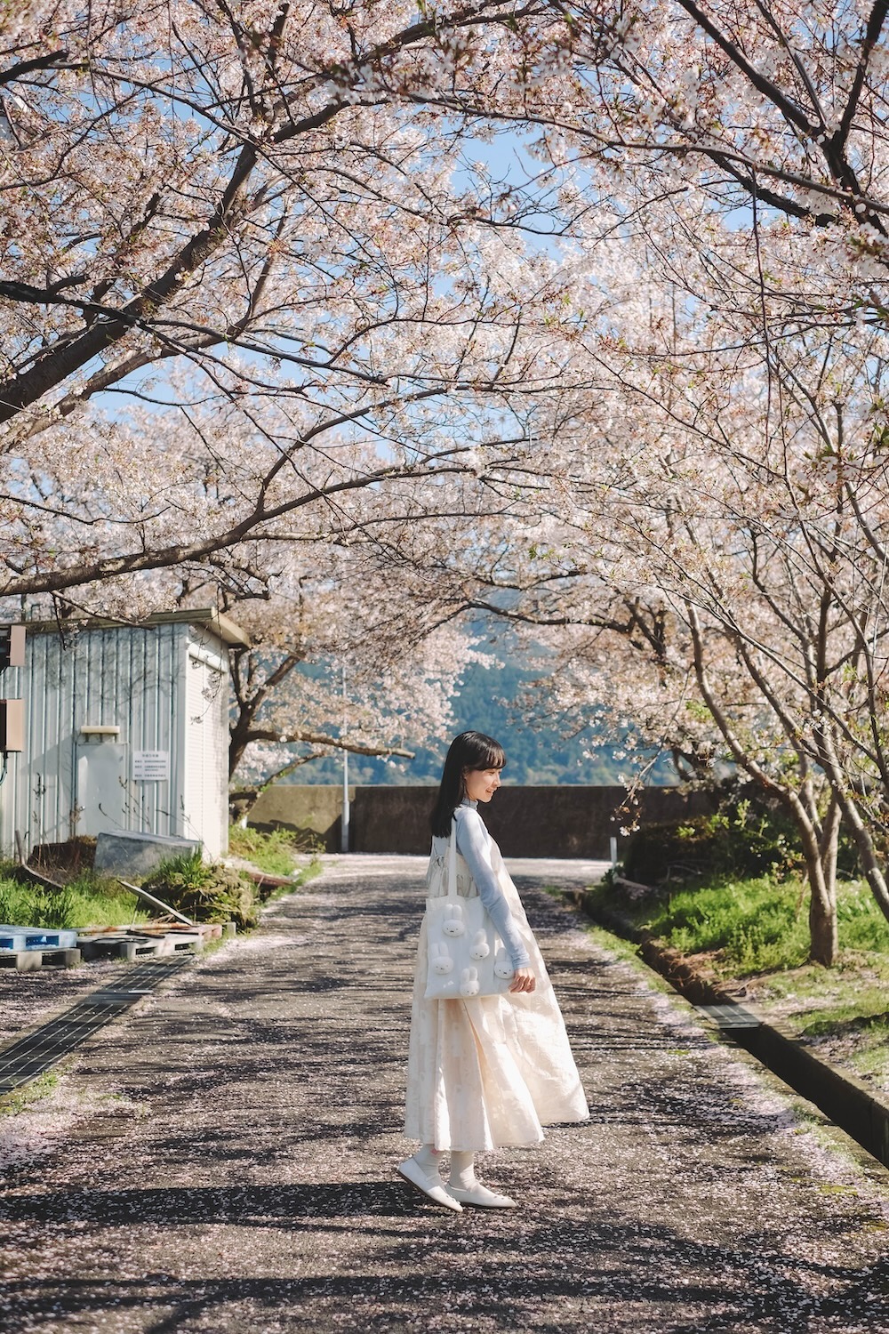 滋賀近江八幡・沖島｜春季琵琶湖櫻花絕景，承載石材繁榮記憶的小島6