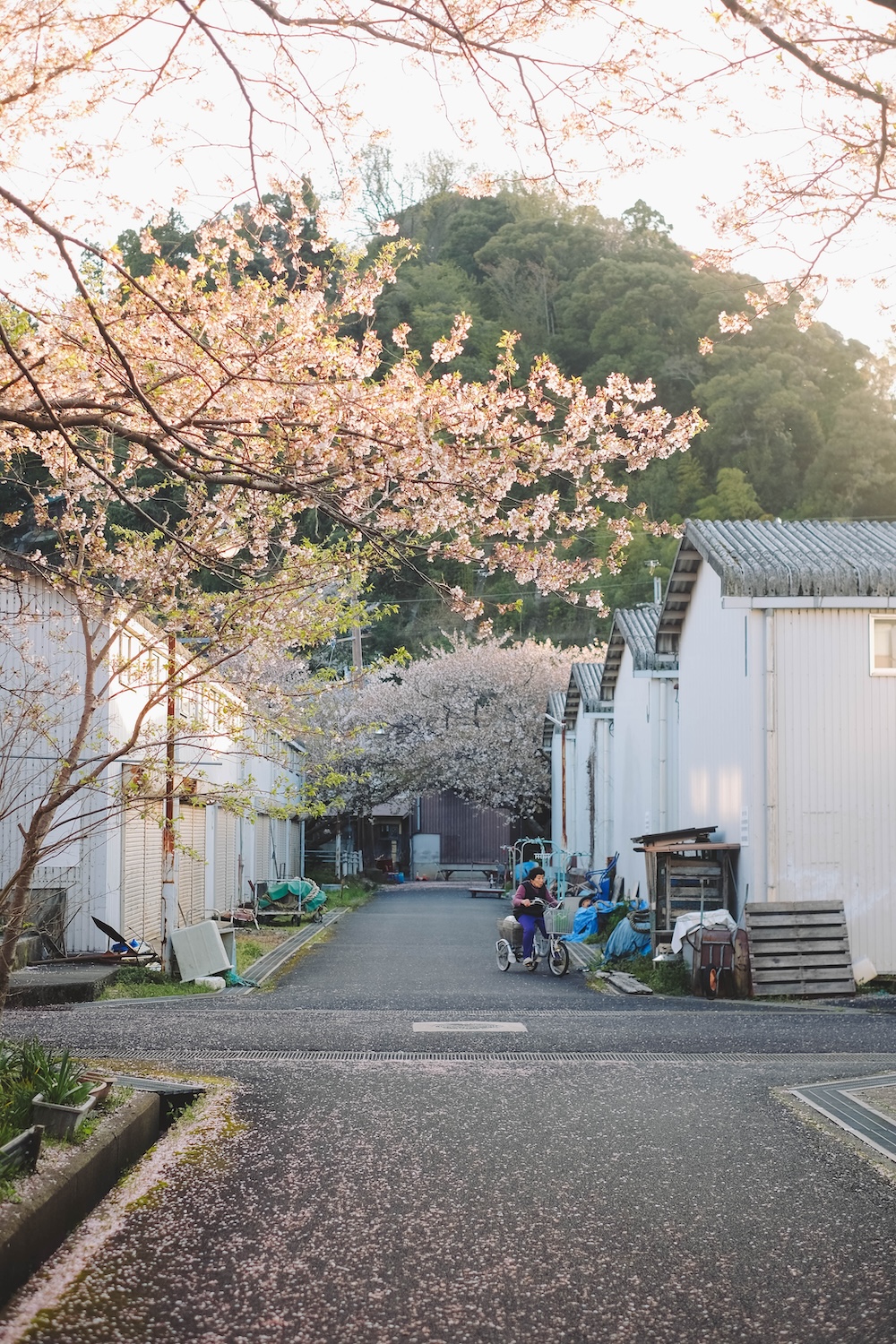 滋賀近江八幡・沖島｜春季琵琶湖櫻花絕景，承載石材繁榮記憶的小島67