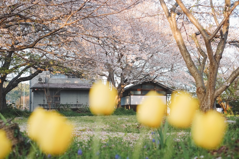 滋賀近江八幡・沖島｜春季琵琶湖櫻花絕景，承載石材繁榮記憶的小島69