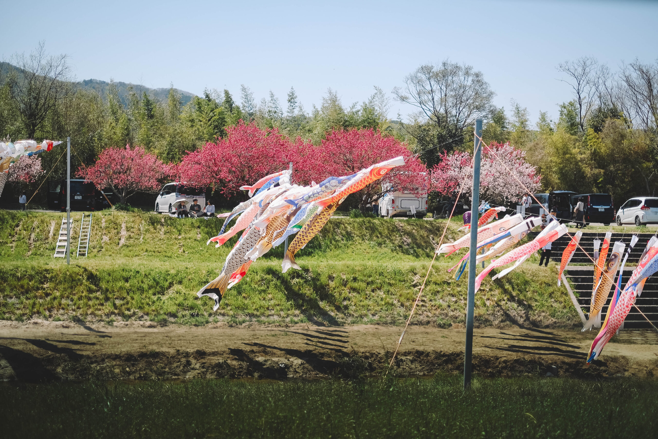 滋賀近江八幡・沖島｜春季琵琶湖櫻花絕景，承載石材繁榮記憶的小島73