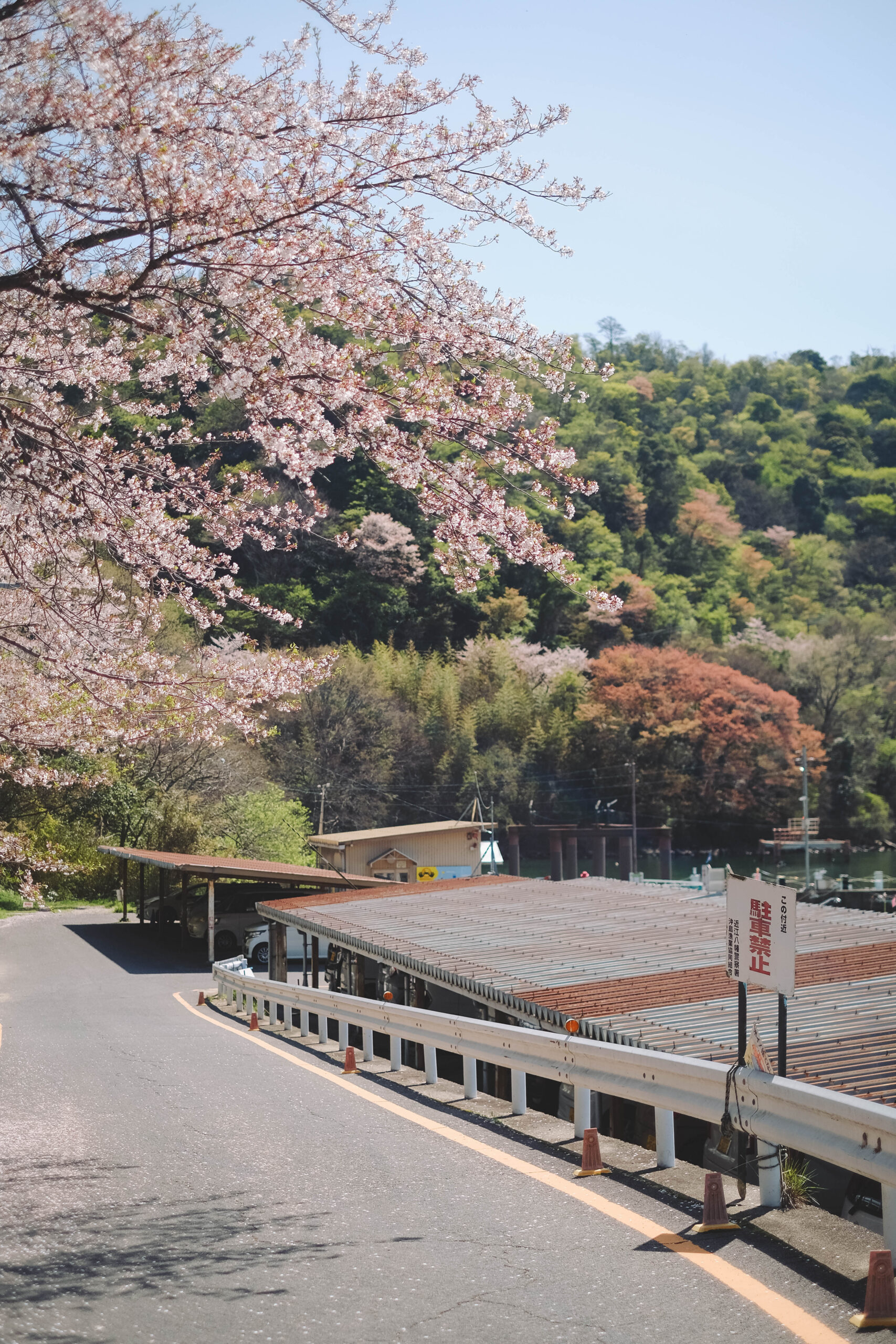 滋賀近江八幡・沖島｜春季琵琶湖櫻花絕景，承載石材繁榮記憶的小島74