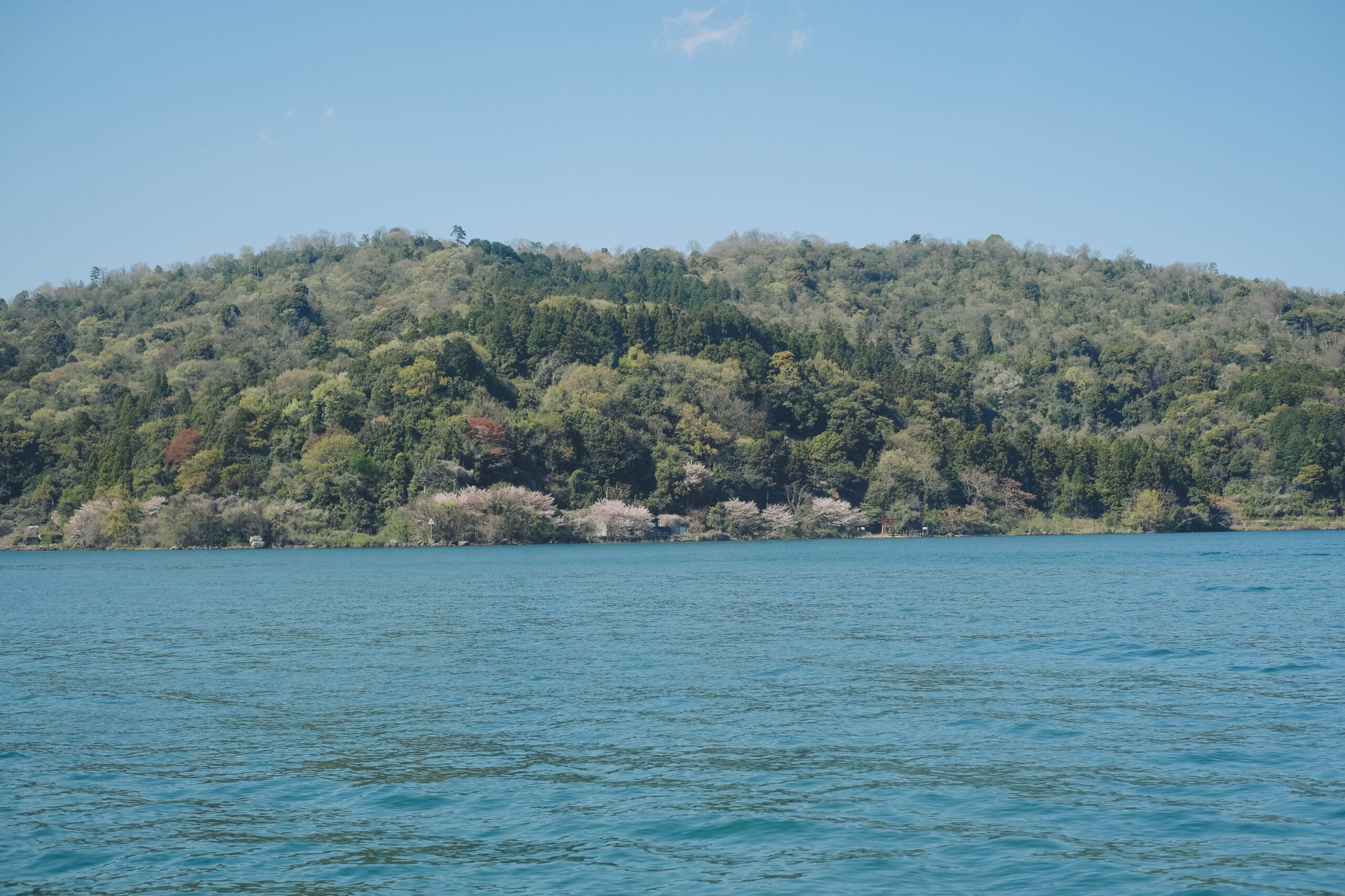 滋賀近江八幡・沖島｜春季琵琶湖櫻花絕景，承載石材繁榮記憶的小島86