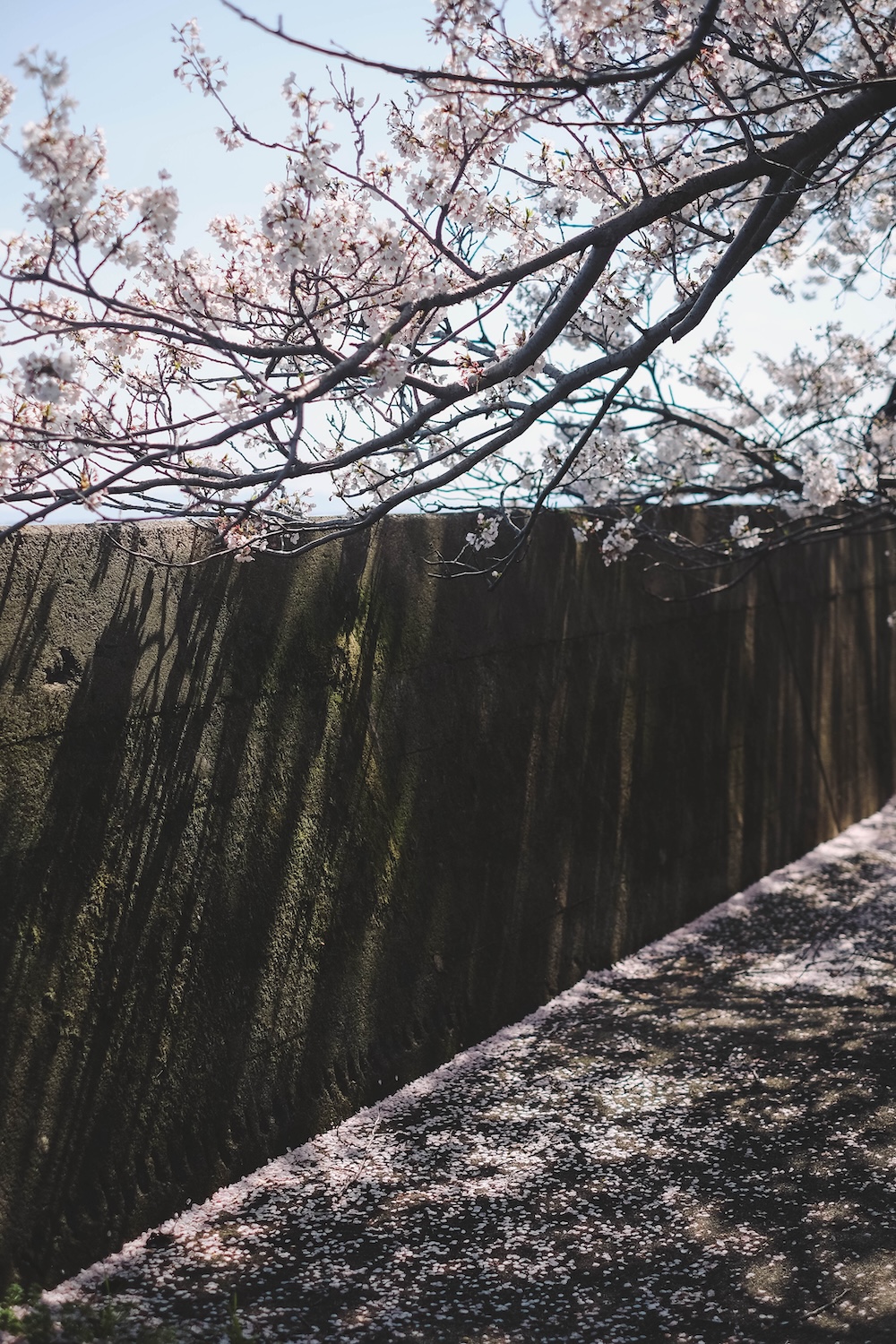 滋賀近江八幡・沖島｜春季琵琶湖櫻花絕景，承載石材繁榮記憶的小島95