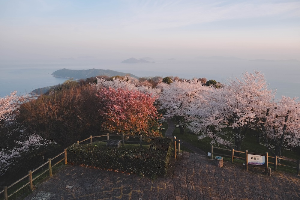 瀨戶內海2天1夜跳島追櫻｜從尾島向島、生口島至紫雲出山，橫跨4縣春日絕景之旅268