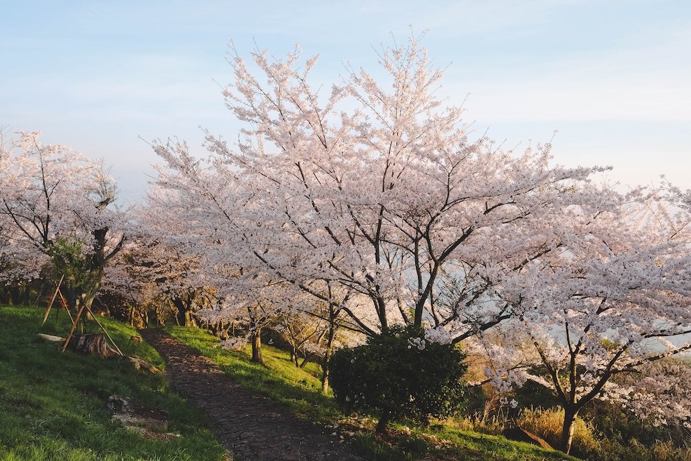 紫雲出山 櫻花