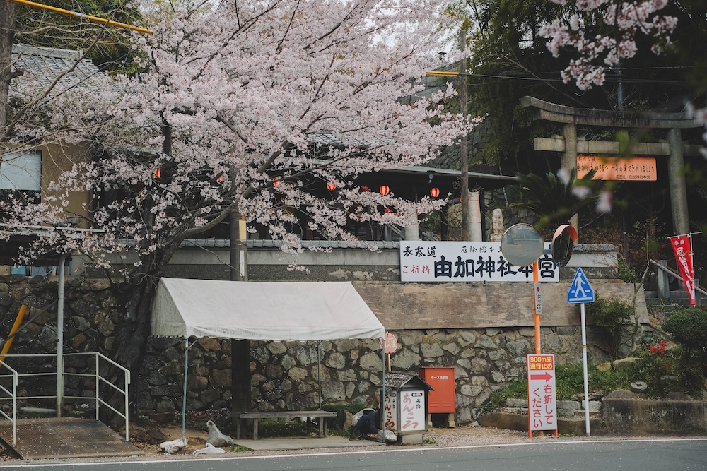 瀨戶內海2天1夜跳島追櫻｜從尾島向島、生口島至紫雲出山，橫跨4縣春日絕景之旅337