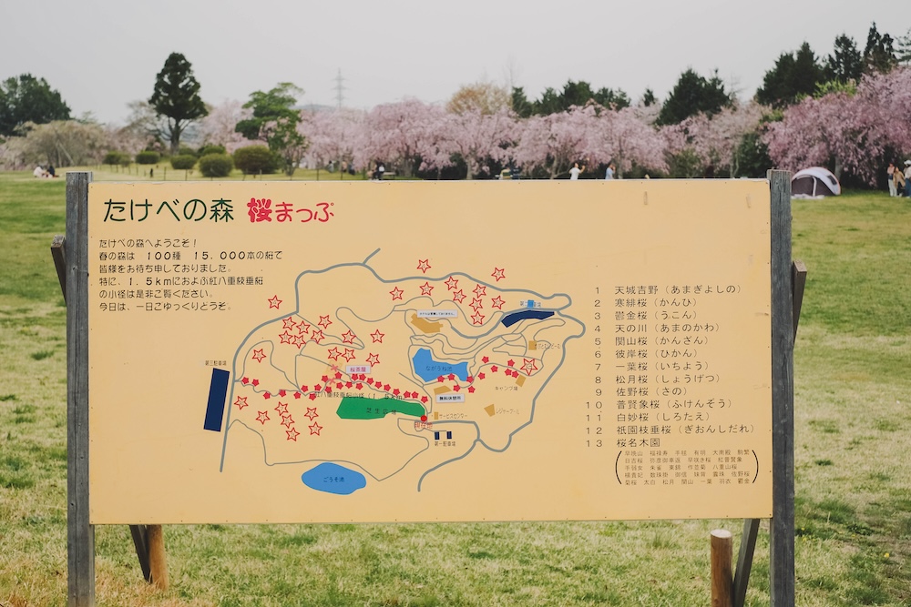 たけべの森公園 櫻花
