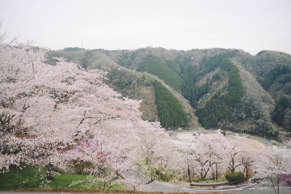 瀨戶內海2天1夜跳島追櫻｜從尾島向島、生口島至紫雲出山，橫跨4縣春日絕景之旅515