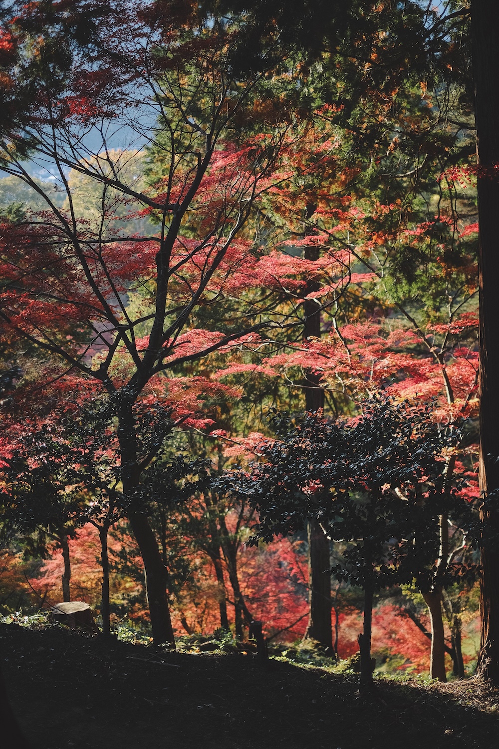 兵庫宍粟市・最上山紅葉公園｜1768年創業的老字號酒廠「老松酒造」100