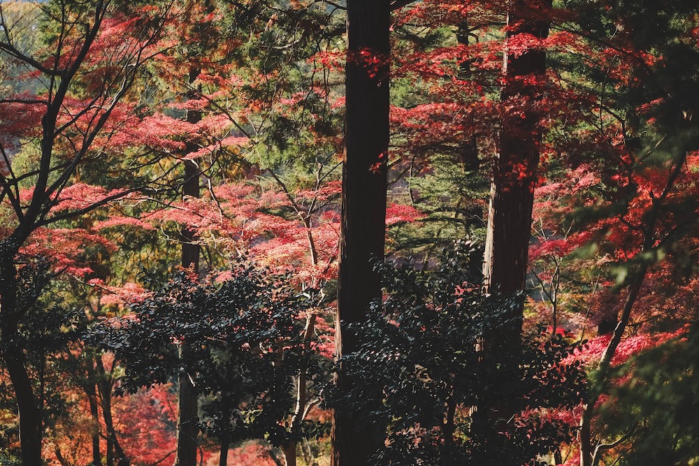 兵庫宍粟市・最上山紅葉公園｜1768年創業的老字號酒廠「老松酒造」101