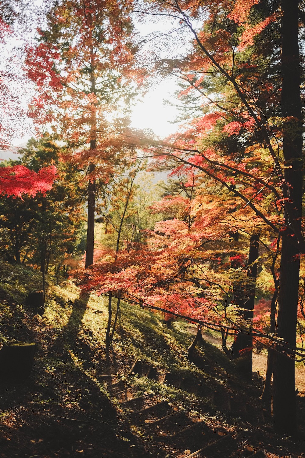 兵庫宍粟市・最上山紅葉公園｜1768年創業的老字號酒廠「老松酒造」104