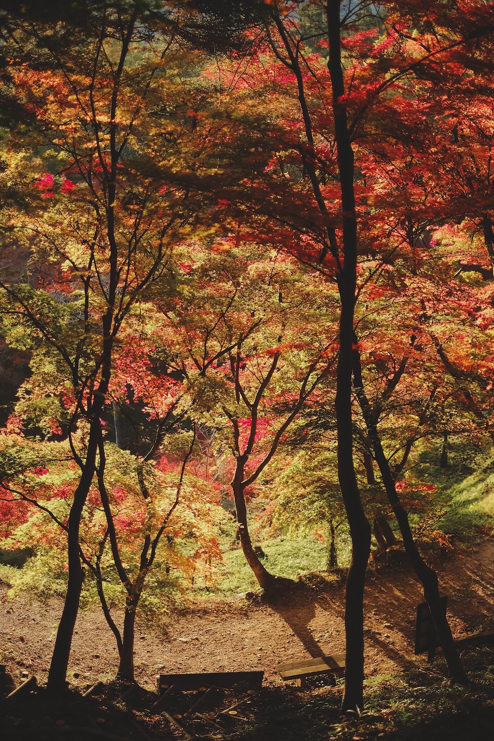 兵庫宍粟市・最上山紅葉公園｜1768年創業的老字號酒廠「老松酒造」106
