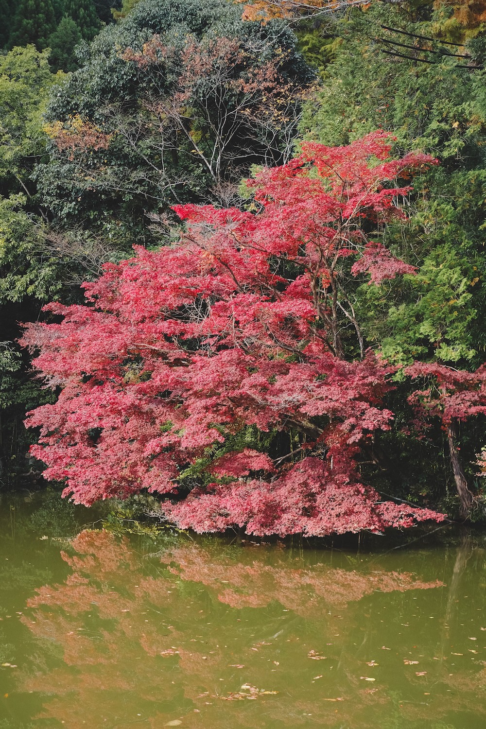 兵庫宍粟市・最上山紅葉公園｜1768年創業的老字號酒廠「老松酒造」18