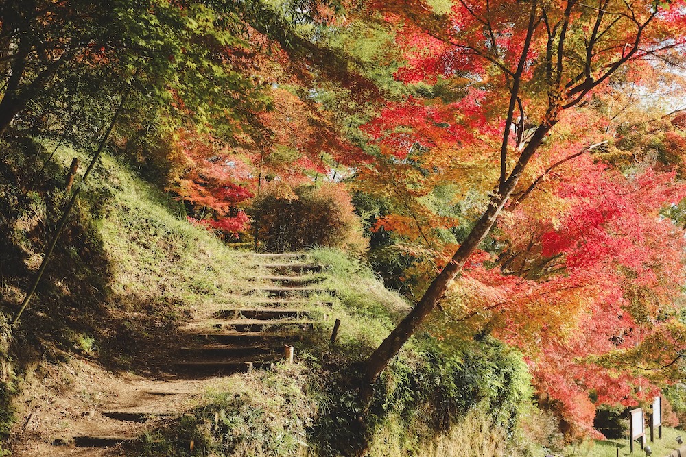 兵庫宍粟市・最上山紅葉公園｜1768年創業的老字號酒廠「老松酒造」21