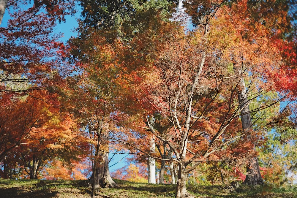 兵庫宍粟市・最上山紅葉公園｜1768年創業的老字號酒廠「老松酒造」23