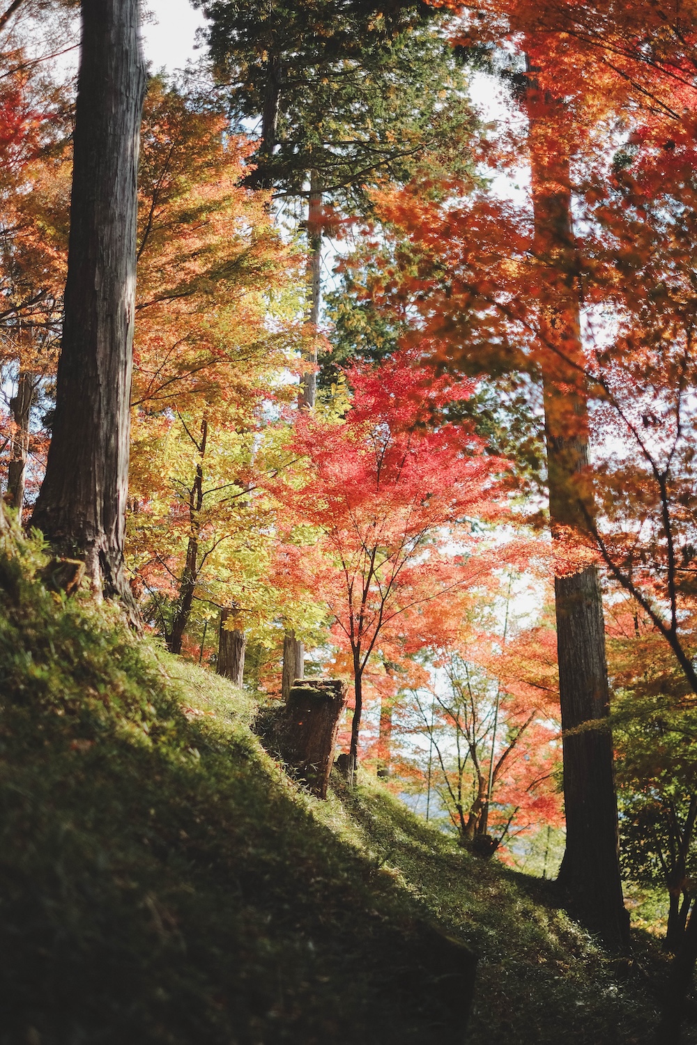 兵庫宍粟市・最上山紅葉公園｜1768年創業的老字號酒廠「老松酒造」24