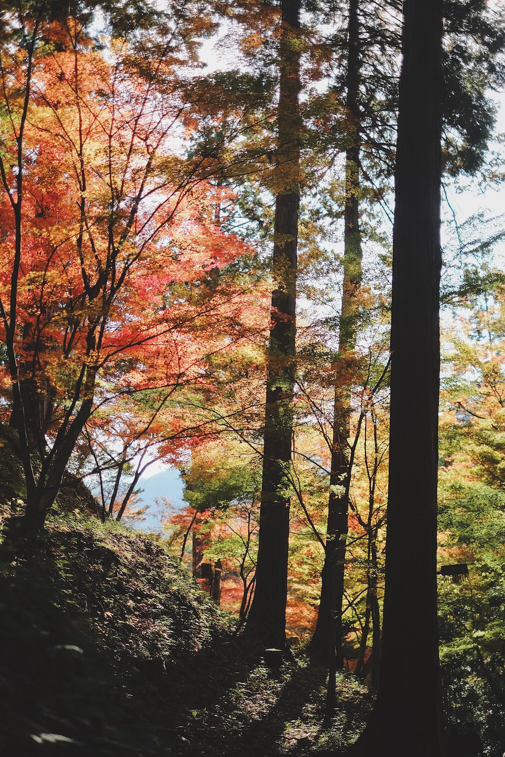 兵庫宍粟市・最上山紅葉公園｜1768年創業的老字號酒廠「老松酒造」25