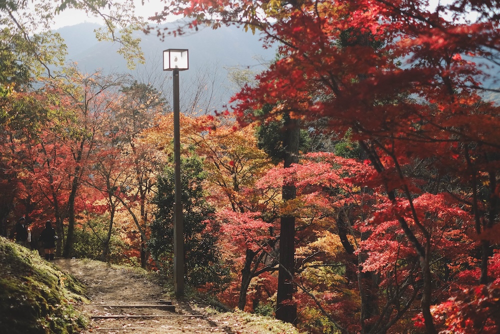 兵庫宍粟市・最上山紅葉公園｜1768年創業的老字號酒廠「老松酒造」60