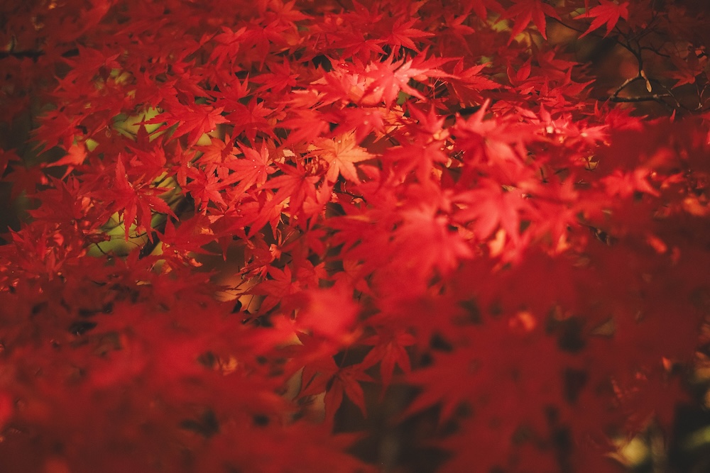 兵庫宍粟市・最上山紅葉公園｜1768年創業的老字號酒廠「老松酒造」62