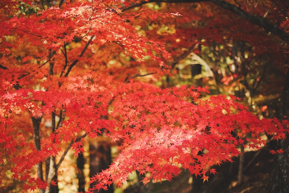 兵庫宍粟市・最上山紅葉公園｜1768年創業的老字號酒廠「老松酒造」67