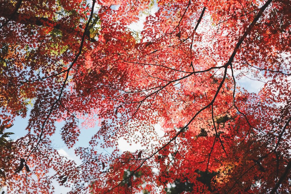 兵庫宍粟市・最上山紅葉公園｜1768年創業的老字號酒廠「老松酒造」68